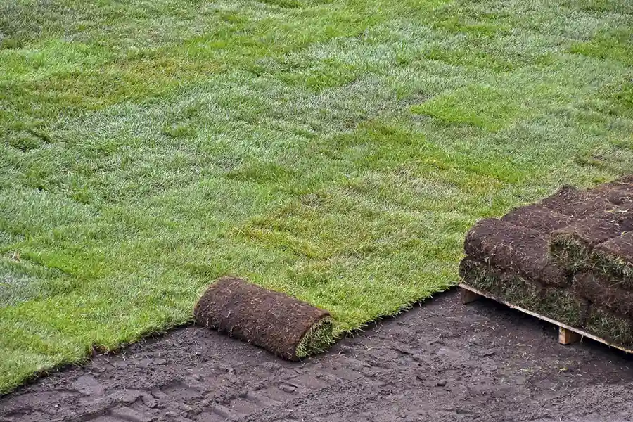 Best Sod Installation in Greenville, NC